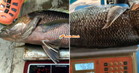 “Rare!” – Lepas 15 Tahun ‘Hilang’, Ikan Kanai Tiba-Tiba Muncul Di Pulau Pinang