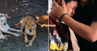 “Saya nampak depan mata cik..” – Budak 2 Tahun Parah Diserang Anjing Liar, Luahan Abang Undang Sebak Netizen