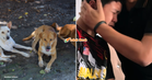 “Saya nampak depan mata cik..” – Budak 2 Tahun Parah Diserang Anjing Liar, Luahan Abang Undang Sebak Netizen