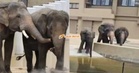 MPT Sangkal Dakwaan 3 Gajah Malaysia Alami Tekanan Mental Di Jepun