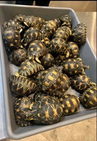 50 smuggled Indian star tortoises seized at NAIA