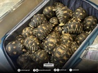 Customs personnel foil wildlife smuggling attempt at NAIA
