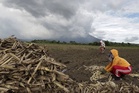 Insect-infested sugarcane farms reach 2,000 hectares