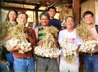 MMSU uses gamma irradiation to develop new Ilocos garlic varieties, aims to boost local industry