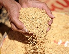 PSA: Q2 palay production could be higher