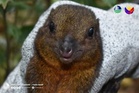 EXPLAINER: What the rediscovery of the Mindanao tree shrew means