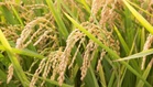 Palay output improves in Q2 but dips in 1st half