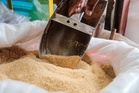 Raw sugar production falls 10.98% – SRA data