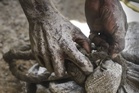 Indonesia resumes exports of minerals with rare earth byproducts