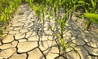 El Niño could erase inflation gains – DA