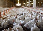 DA lifts ban on poultry imports from Japan