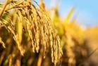 Palay farmgate prices post 36.3% surge in July