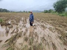 Agri losses from storms, monsoon tops P1B – DA