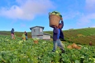 DA moves to aid Benguet farmers