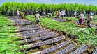 DA: High-yielding sugar varieties to be released
