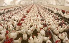 DA lifts ban on birds from Illinois, Minnesota
