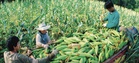 Study shows importance of corn variety selection