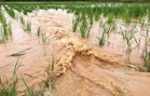 Agri losses from storms, monsoon climb to P2.32B