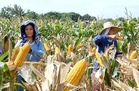Agriculture producer price index decline slows to 11.7%