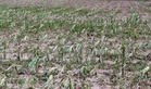 Agri losses from storms, monsoon rise to P2.84B