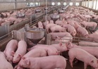 PH pork output to grow 4.4% – report