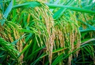 Palay, corn output likely down in Q3