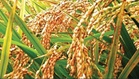 Q3 palay, corn output can fall below govt forecast