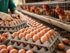 Rice, chicken egg prices up in early September