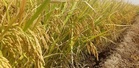 Higher palay prices to benefit farmers