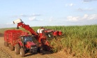 Raw sugar output falls 11%; refined sugar up