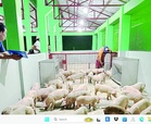 Swine institute urges review of import policy