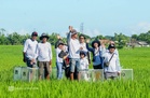 Rice fields become living laboratories in Ilocos study