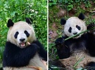 Two giant pandas sent by China arrive in US