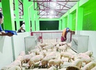Tariff hike plan divides hog raisers, importers