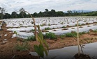 Ube positioned as a high- value crop in Region 2