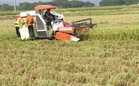 Palay production to reach 3.10MMT in Q3