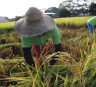 Palay farmgate prices up 33.6% in September