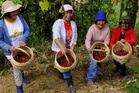 Lower PH coffee output seen due to El Niño