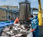 Fish unloading in ports down 29% in August