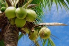PH wants to export coconuts to West Africa