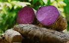 $34.1M US grant to boost PH ube production