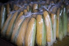 Marcos expands corn importation