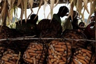Marcos temporarily expands MAV for corn imports to 500,000MT