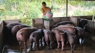 Selangor must be wise: The people’s rice bowls must not be turned into sacrifices
