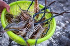 Prawn dispute a rising threat to Thai-Malaysia relations