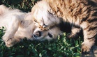 Rocky’s death a reminder that compassion cannot be selective