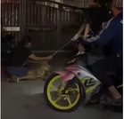 #JusticeForRocky: Public outcry grows over dog’s death during Klang council operation