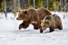 Why Russia is expanding the Northern Sea Route