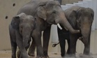 MACC probes elephant transfer deal after RM53 million leak claims surface