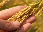 Global supply crisis: Government to advance ploughing, harvest incentive, to help farmers (Updated)